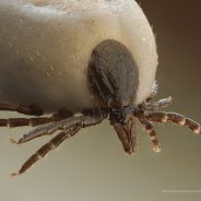 Lyme disease in dogs: Part II | Dr. Justine Lee, DVM, DACVECC, DABT, Board-Certified Veterinary Specialist