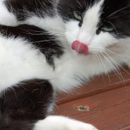 Feline Urethral Obstruction: Why is my Cat Licking Down There? | Dr. Justine Lee