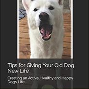 How to keep your geriatric dog more comfortable