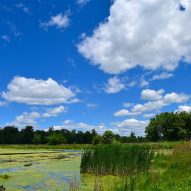 Is blue-green algae poisonous to dogs?