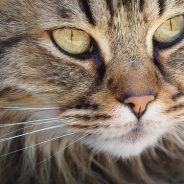 Does it hurt if my cat’s whiskers get cut? | Dr. Justine Lee, DACVECC, DABT, Board-certified Veterinary Specialist