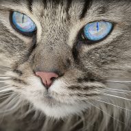 What to do if your cat eats something poisonous | Dr. Justine Lee, DACVECC, DABT, Board-certified Veterinary Specialist