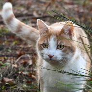 Flea and tick poisoning in cats | Dr. Justine Lee, DVM, DACVECC, DABT, Board-certified Veterinary Specialist