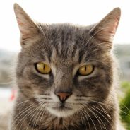 Why do cats drool? | Dr. Justine Lee