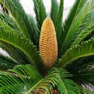 My dog just ate a sago palm | Dr. Justine Lee, DACVECC, DABT, Board-certified Veterinary Specialist
