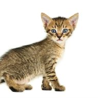 Can cats get the flu (influenza)? | Dr. Justine Lee, DACVECC, DABT, Board-certified Veterinary Specialist