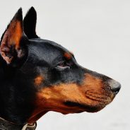 Congestive heart failure in dogs | Dr. Justine Lee, DACVECC, DABT, Board-Certified Veterinary Specialist