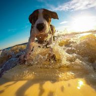 Heat stroke in dogs: Part 2 | Dr. Justine Lee, DACVECC, DABT, Board-certified veterinary specialist