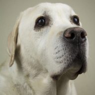 can dogs survive peritonitis