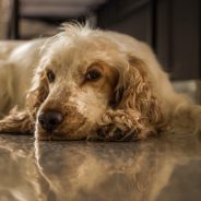 Immune-mediated hemolytic anemia in dogs | Dr. Justine Lee, DACVECC, DABT, Board-Certified Veterinary Specialist