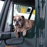 Heat stroke in dogs | Dr. Justine Lee, DACVECC, DABT, Board-certified veterinary specialist