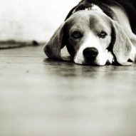 Summertime trauma: The Hit-by-car (HBC) dog | Dr. Justine Lee