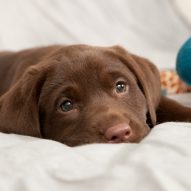 Chocolate poisoning: My dog ate chocolate! | Dr. Justine Lee