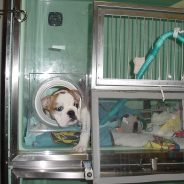 New canine influenza strain affecting Chicago outbreak | Dr. Justine Lee