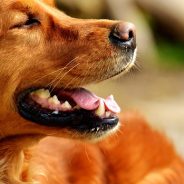 Canine Brucellosis