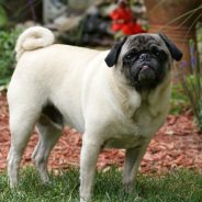 Congestive heart failure in dogs | Dr. Justine Lee
