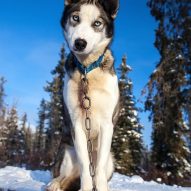 Sled dog musher banned from sled dog race Yukon Quest | Dr. Justine Lee, DACVECC, DABT, Board-Certified Veterinary Specialist