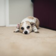 My dog just ate an asthma inhaler! Is it poisonous? | Dr. Justine Lee