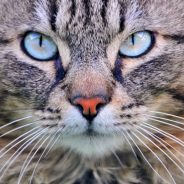 Pyometra: Why you should spay your pet! | Dr. Justine Lee