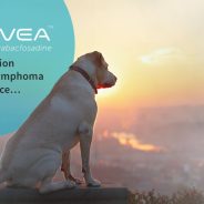 Does your dog have lymphoma? | Dr. Justine Lee, DACVECC, DABT, Board-certified Veterinary Specialist