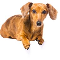 Do dogs get jealous? | Dr. Justine Lee, DACVECC, DABT, Board-certified Veterinary Specialist