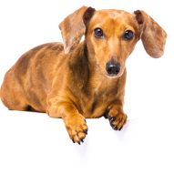 what can cause sudden blindness in dogs