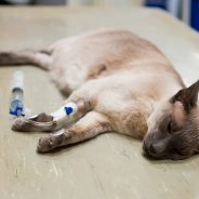 Sick cat tests positive for COVID-19 in Minnesota