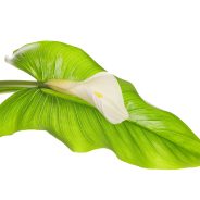 Which plants are poisonous to dogs and cats? | Dr. Justine Lee