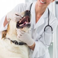 The Veterinary Medicine Mobility Act has passed Congress! | Dr. Justine Lee