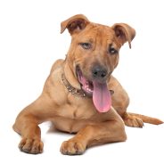 New drug, eBAT, may help save dogs with deadly cancer hemangiosarcoma | Dr. Justine Lee, DACVECC, DABT, Board-certified Veterinary Specialist