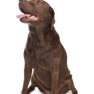 Great resources for veterans, service dogs and assistance dogs! | Dr. Justine Lee, DACVECC, DABT, Board-certified Veterinary Specialist