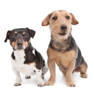 New Canine Influenza Virus vaccine for H3N2 available | Dr. Justine Lee