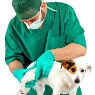 Canine Influenza outbreak at dog shows in Florida | Dr. Justine Lee, DACVECC, DABT, Board-Certified Veterinary Specialist