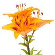 Keep lilies away from kitties! | Dr. Justine Lee, DACVECC, DABT, Board-certified Veterinary Specialist