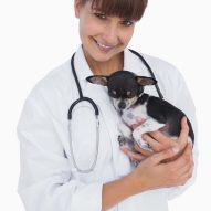 Why are veterinarians & veterinary technicians so predisposed to burnout, compassion fatigue and suicide? | Dr. Justine Lee