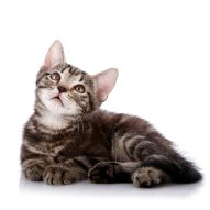 Diabetes mellitus in cats | Dr. Justine Lee